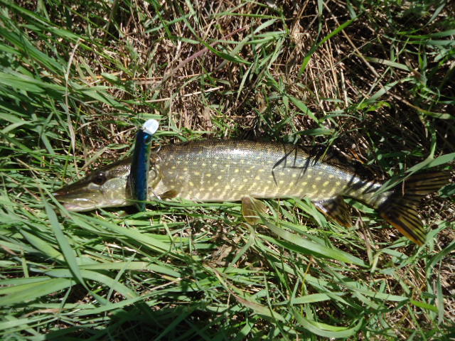 DSC00953.JPG