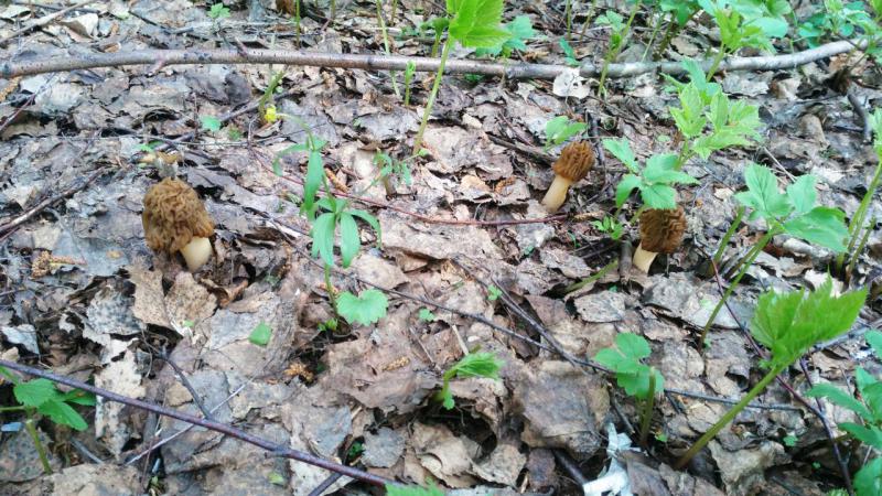 IMG_20170509_130352_1.jpg