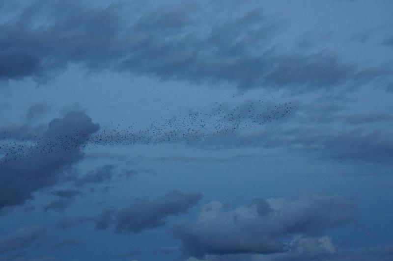 DSC07958.JPG