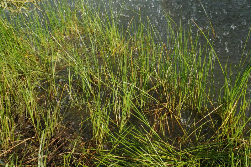 DSC07916.JPG