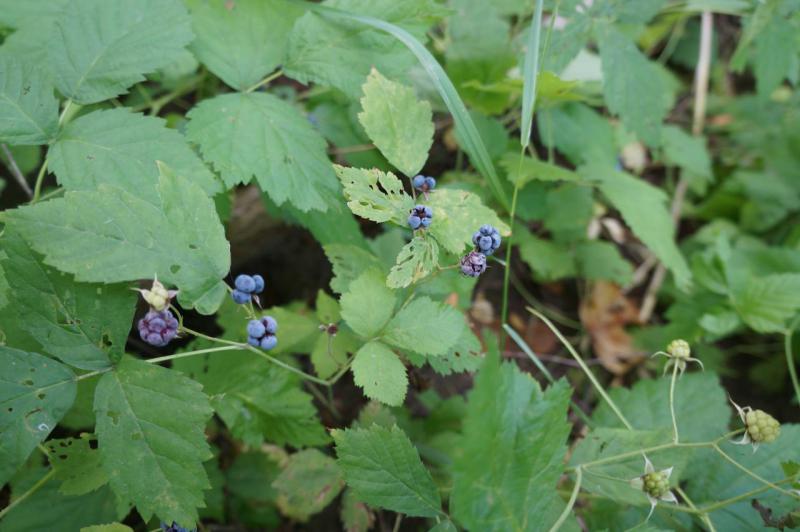 DSC08180.JPG