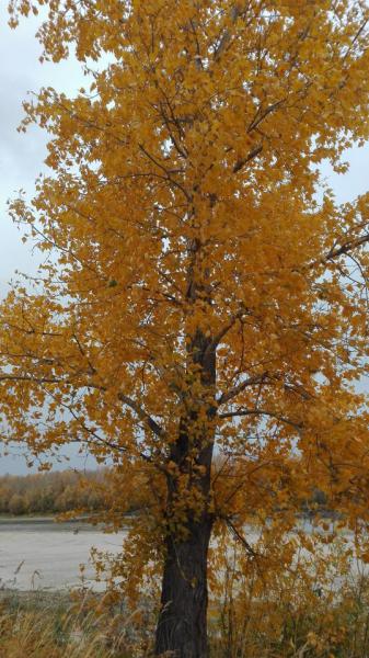 IMG_20151003_171721.jpg