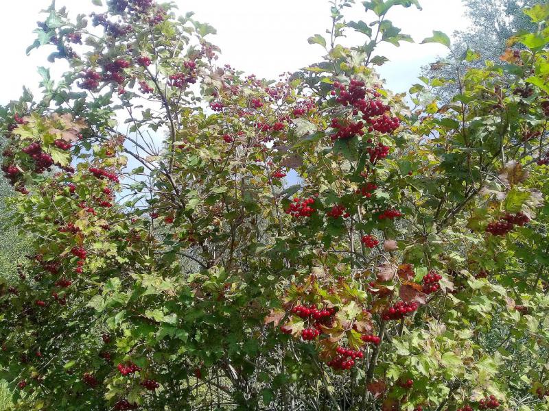20170819_152717.jpg