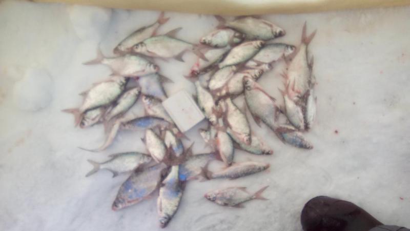 IMG-20170115-WA0012.jpeg