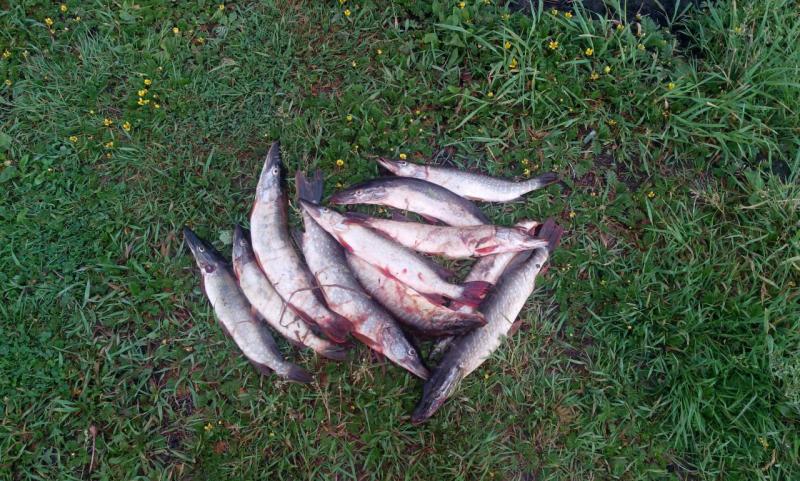 IMG-20170610-WA0006.jpeg